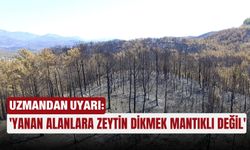 Uzmandan uyarı: 'Yanan alanlara zeytin dikmek mantıklı değil'