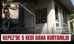 Kepez'de 5 kedi daha kurtarıldı