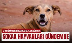 30 Büyükşehir Ankara’ya çağrıldı: Sokak hayvanları gündemde