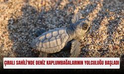Çıralı Sahili'nde deniz kaplumbağalarının yolculuğu başladı