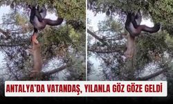 Antalya’da ağaç gölgesinde dinlenen vatandaş, yılanla göz göze geldi