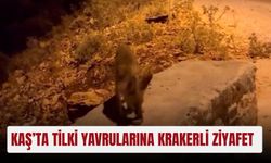 Kaş’ta tilki yavrularına krakerli ziyafet