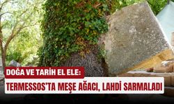 Doğa ve tarih el ele: Termessos’ta meşe ağacı, lahdi sarmaladı