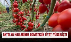 Antalya hallerinde domatesin fiyatı yükselişte