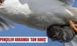 Pençeler arasında ‘son bakış’