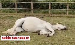 Sahibine ölmüş taklidi yapan beyaz at sosyal medyada gülümsetti!