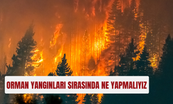 Orman yangınlarının çıkmaması için neler yapabiliriz? alınması gereken önlemler
