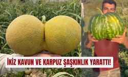 Tarladan çıkan ikiz kavun ve karpuz şaşkınlık yarattı!