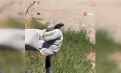 Tuvaletten çıkan yılan panik yarattı