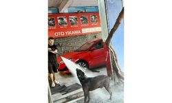Köpeğin serinleme yöntemi izleyenleri gülümsetti