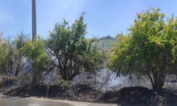Yangında 30 nar ağacı zarar gördü