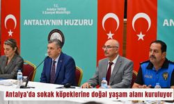 Antalya’da sokak köpeklerine doğal yaşam alanı kuruluyor