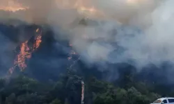 Bolu'da orman yangını