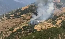 Aydın'da zeytinlik yangını