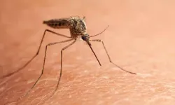 Çin’de 'chikungunya' virüsü alarmı