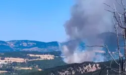 Bolu'da orman yangını