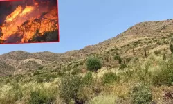 Marmaris'te yanan alanlar yeniden yeşillendi