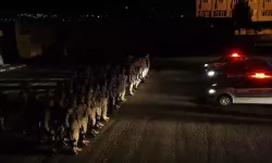 29 ilde FETÖ operasyonu: 49 şüpheli yakalandı