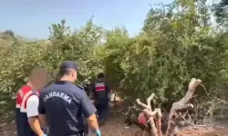 Bahçesini kenevir tarlasına çevirdi!
