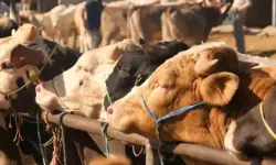 24 ilde hayvan pazarları faaliyete geçti