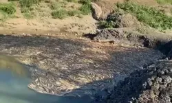 Kuraklık balıkları öldürüyor!