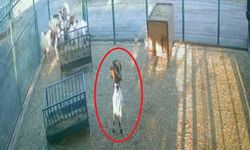 Cüce keçi poşetiyle ortalığı birbirine kattı