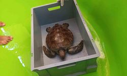 Yaralı caretta ihbarla kurtarıldı!
