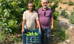 Alanya’da tropikal rüzgar