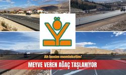 Ah benim memleketim! Meyve veren ağaç taşlanıyor