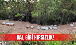 Bal gibi hırsızlık!