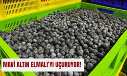 Mavi altın Elmalı’yı uçuruyor!