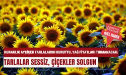 Kuraklık ayçiçek tarlalarını kuruttu, yağ fiyatları tırmanacak: Tarlalar sessiz, çiçekler solgun