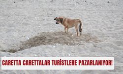 Caretta carettalar turistlere pazarlanıyor!
