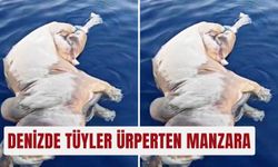 Denizde tüyler ürperten manzara