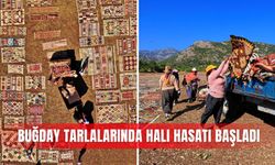 Buğday tarlalarında halı hasatı başladı