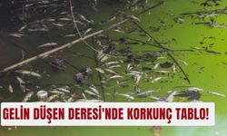 Gelin Düşen Deresi'nde korkunç tablo!
