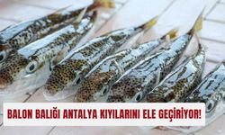 Balon balığı Antalya kıyılarını ele geçiriyor!