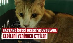 Hastane istedi belediye uyguladı: Kedileri yerinden ettiler