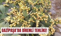Gazipaşa’da dikenli tehlike!
