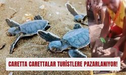 Caretta carettalar turistlere pazarlanıyor!