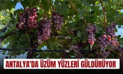 Antalya'da üzüm yüzleri güldürüyor