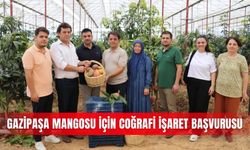 Gazipaşa mangosu için coğrafi işaret başvurusu