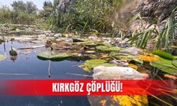 KIRKGÖZ ÇÖPLÜĞÜ!