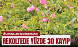 Gül bahçelerinde don hasarı: Rekoltede yüzde 30 kayıp