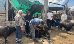 Yüzyıllardır süren Yörük kültürü ’keçi kıl kırkımı’