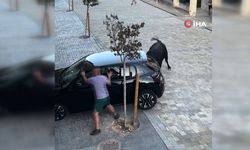 İspanya’da kızgın boğa park halindeki aracı parçaladı
