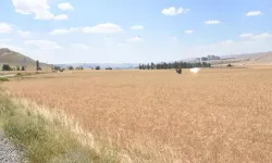 İşlenmeyen arazilerin kiralanması modeli kasımda hayata geçirilecek