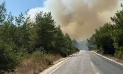 Bodrum'da orman yangını