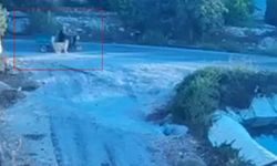 Köpek motosiklete saldırdı