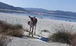 Salda Gölü'nde geyik görüntülendi
